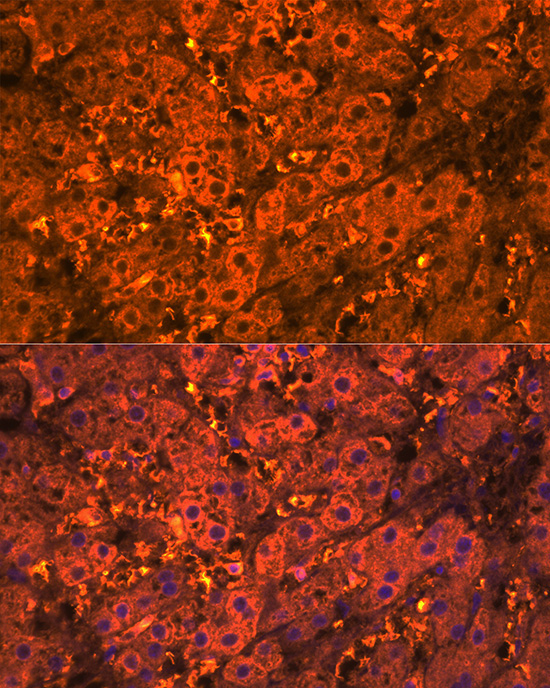 CXCL12 Rabbit Polyclonal Antibody - Image 4