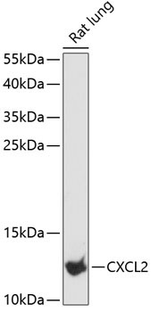 CXCL2 Rabbit Polyclonal Antibody