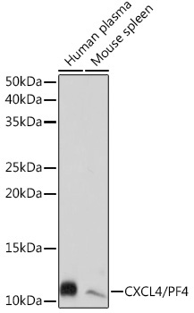 CXCL4/PF4 Rabbit Monoclonal Antibody