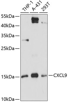 CXCL9 Rabbit Polyclonal Antibody