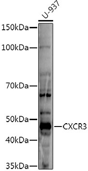 CXCR3 Rabbit Polyclonal Antibody