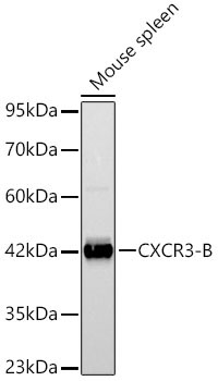 CXCR3-B Rabbit Polyclonal Antibody