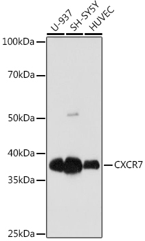 CXCR7 Rabbit Monoclonal Antibody
