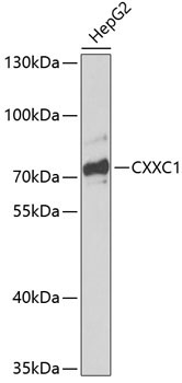 CXXC1 Rabbit Polyclonal Antibody