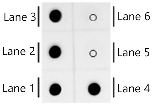 Cy3/Cy5 Rabbit Monoclonal Antibody