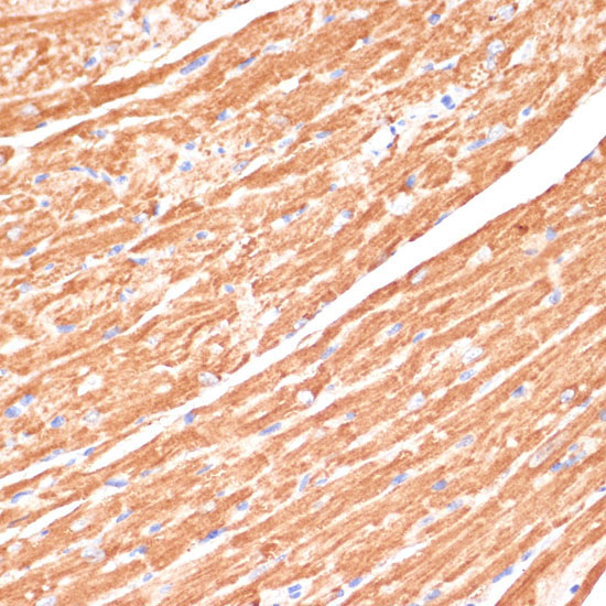 CYB5A Rabbit Polyclonal Antibody - Image 3