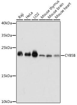 CYB5B Rabbit Polyclonal Antibody