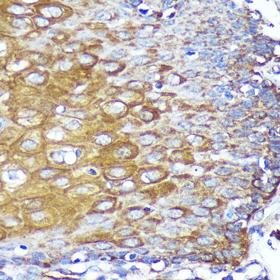 CYB5R1 Rabbit Polyclonal Antibody - Image 2