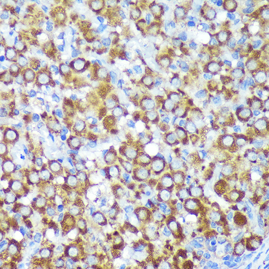 CYB5R1 Rabbit Polyclonal Antibody - Image 3