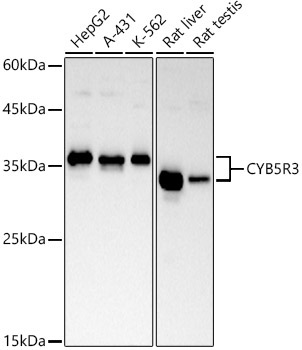 CYB5R3 Rabbit Monoclonal Antibody