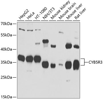 CYB5R3 Rabbit Polyclonal Antibody