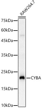 CYBA Rabbit Polyclonal Antibody