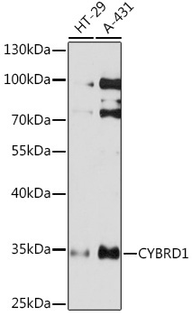 CYBRD1 Rabbit Polyclonal Antibody