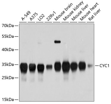 CYC1 Rabbit Polyclonal Antibody