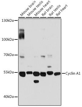 Cyclin A1 Rabbit Polyclonal Antibody