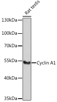 Cyclin A1 Rabbit Polyclonal Antibody