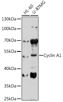 Cyclin A1 Rabbit Polyclonal Antibody - Image 2