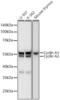 Cyclin A1/A2 Rabbit Monoclonal Antibody