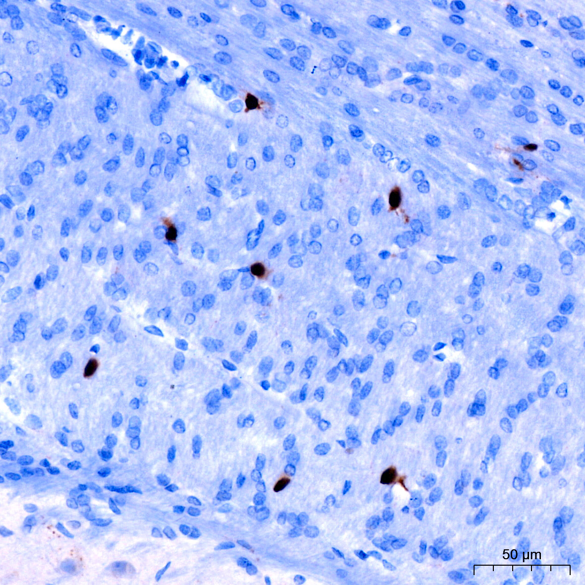 Cyclin A2 Rabbit Monoclonal Antibody - Image 2