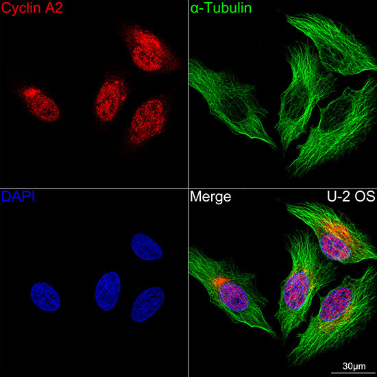 Cyclin A2 Rabbit Monoclonal Antibody - Image 3