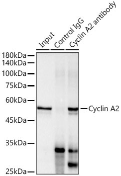 Cyclin A2 Rabbit Monoclonal Antibody - Image 4