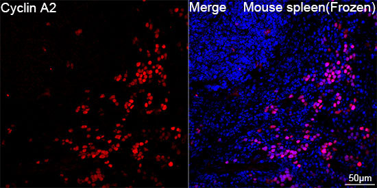 Cyclin A2 Rabbit Monoclonal Antibody - Image 6
