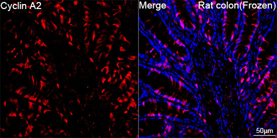 Cyclin A2 Rabbit Monoclonal Antibody - Image 7