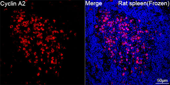 Cyclin A2 Rabbit Monoclonal Antibody - Image 8