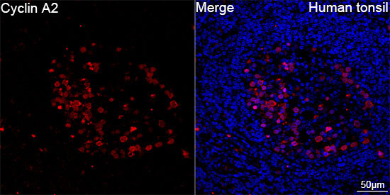 Cyclin A2 Rabbit Monoclonal Antibody - Image 9
