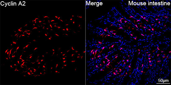 Cyclin A2 Rabbit Monoclonal Antibody - Image 10