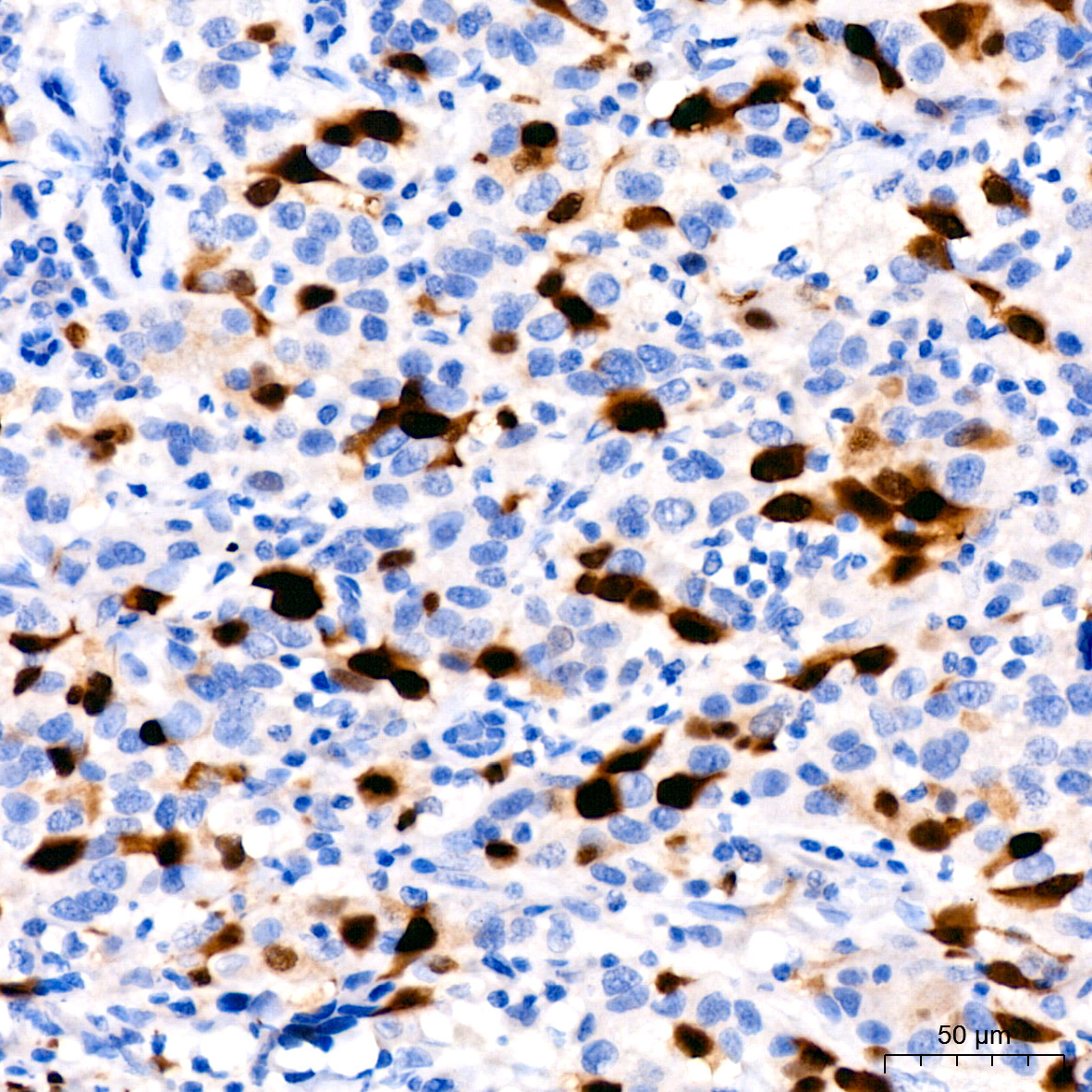 Cyclin A2 Rabbit Monoclonal Antibody - Image 14