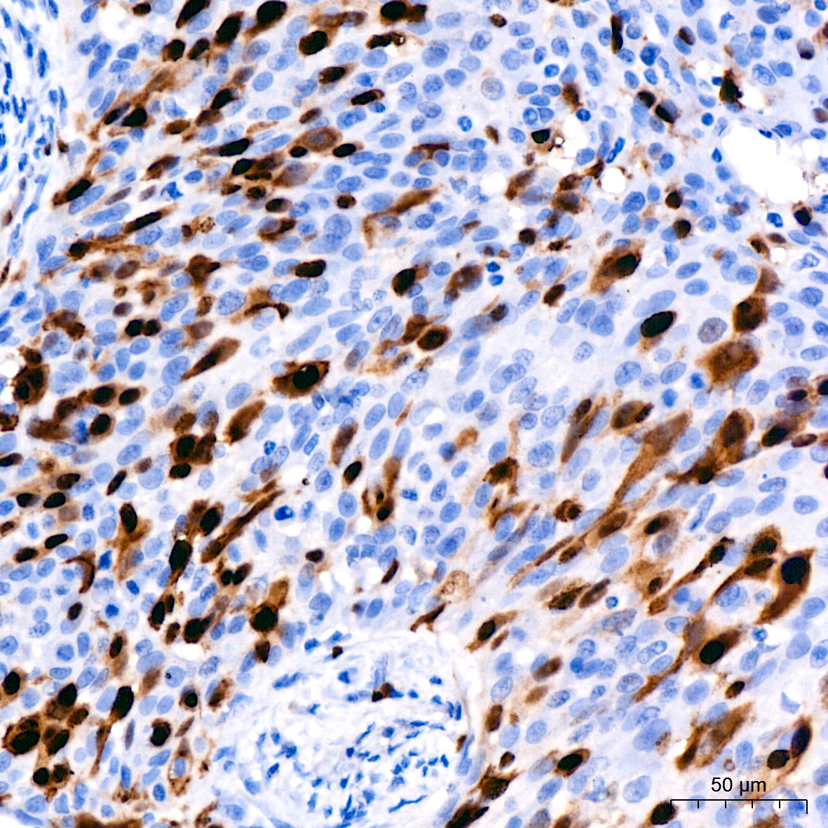 Cyclin A2 Rabbit Monoclonal Antibody - Image 15