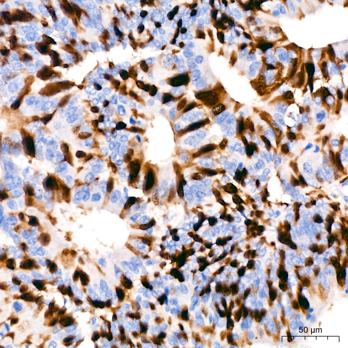 Cyclin A2 Rabbit Monoclonal Antibody - Image 16
