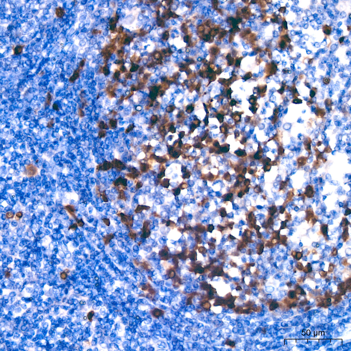 Cyclin A2 Rabbit Monoclonal Antibody - Image 19