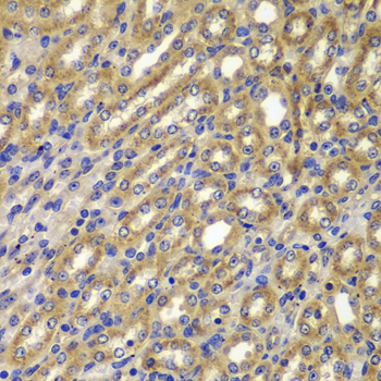 Cyclin A2 Rabbit Polyclonal Antibody - Image 3