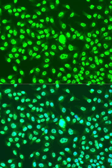 Cyclin A2 Rabbit Polyclonal Antibody - Image 4