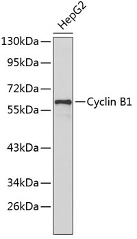 Cyclin B1 Rabbit Polyclonal Antibody