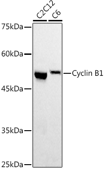 Cyclin B1 Rabbit Polyclonal Antibody
