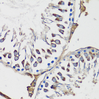 Cyclin B1 Rabbit Polyclonal Antibody - Image 2