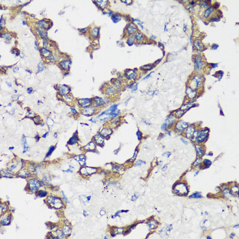 Cyclin B1 Rabbit Polyclonal Antibody - Image 3