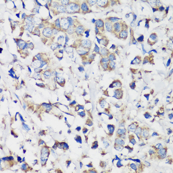 Cyclin B1 Rabbit Polyclonal Antibody - Image 4