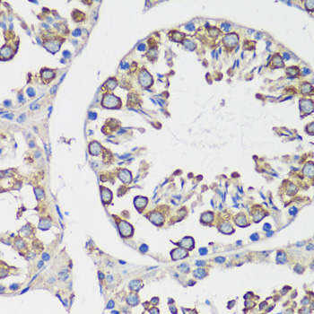 Cyclin B1 Rabbit Polyclonal Antibody - Image 5