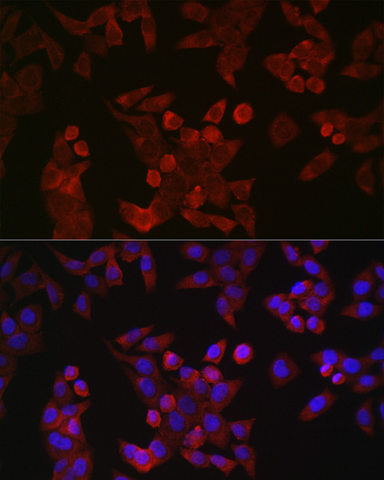 Cyclin B1 Rabbit Polyclonal Antibody - Image 6