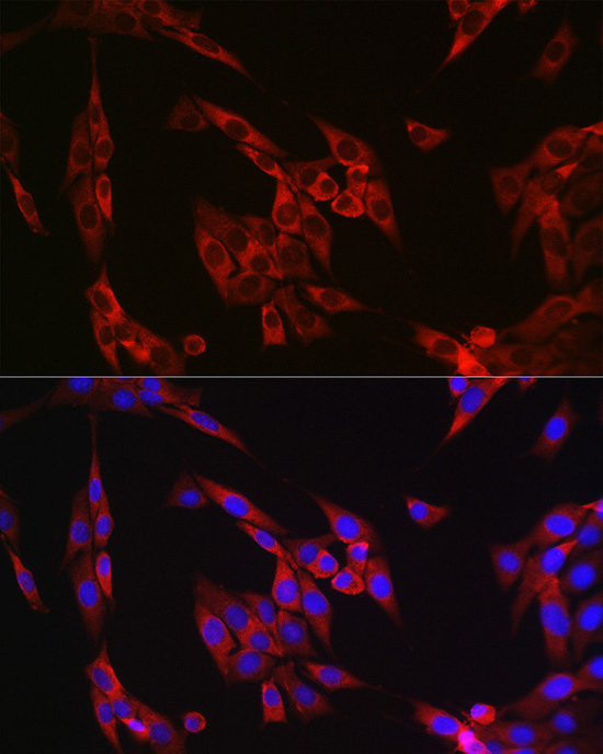 Cyclin B1 Rabbit Polyclonal Antibody - Image 7