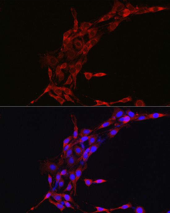 Cyclin B1 Rabbit Polyclonal Antibody - Image 8