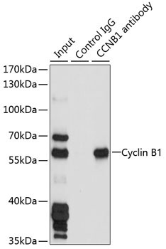 Cyclin B1 Rabbit Polyclonal Antibody - Image 9