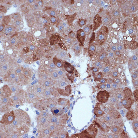 Cyclin B2 Rabbit Monoclonal Antibody - Image 2