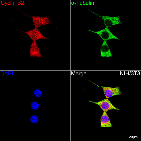 Cyclin B2 Rabbit Monoclonal Antibody - Image 3