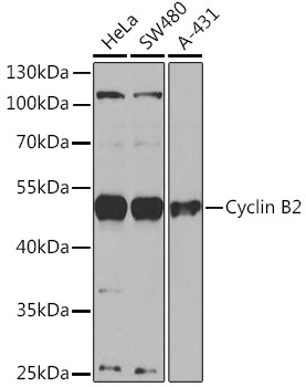 Cyclin B2 Rabbit Polyclonal Antibody