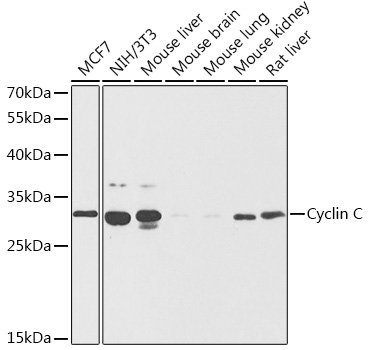 Cyclin C Rabbit Polyclonal Antibody
